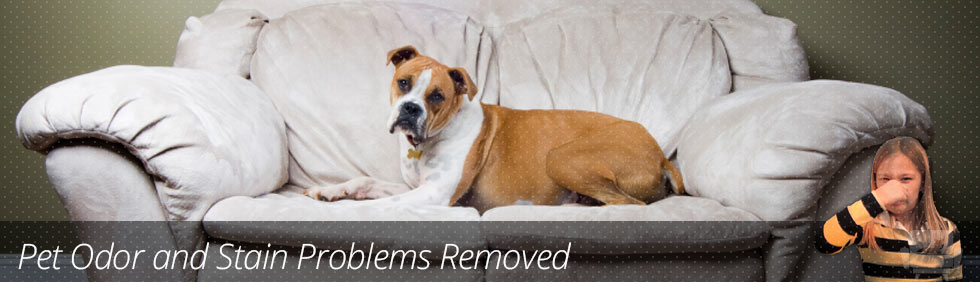 Pet Odor & Stain Cleaning 